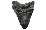 Fossil Megalodon Tooth - South Carolina #300234-2